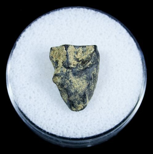 Real Triceratops Shed Tooth From Montana #3898